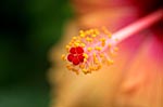 Brilliant Flower