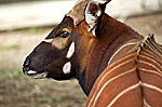 Animal Looking over Shoulder