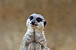 Meerkat